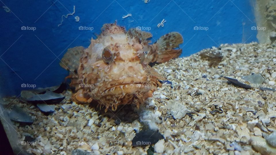 Unterwasser-Lebewesen, cretarium
