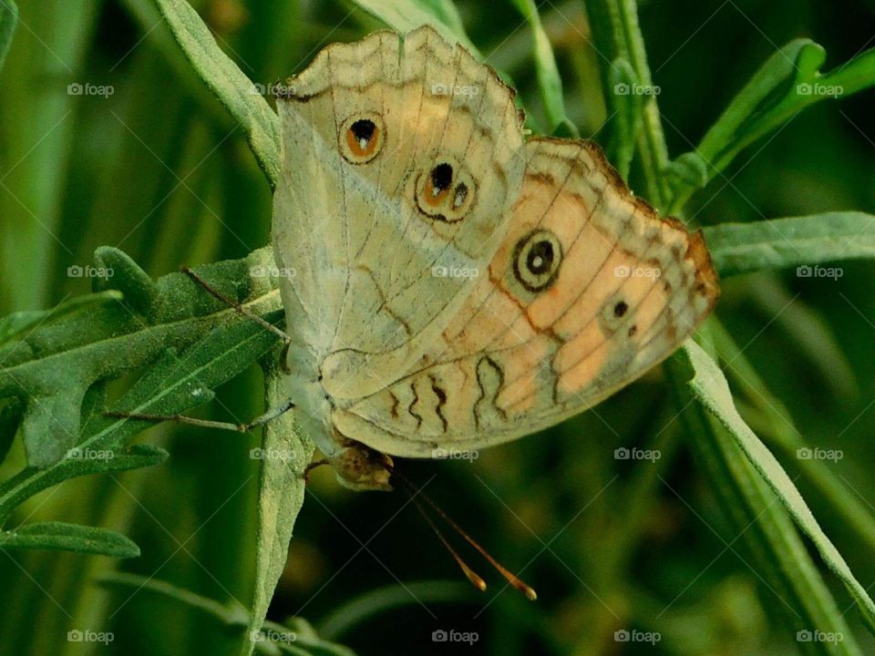 A beautifully butterfly’s father 🦋