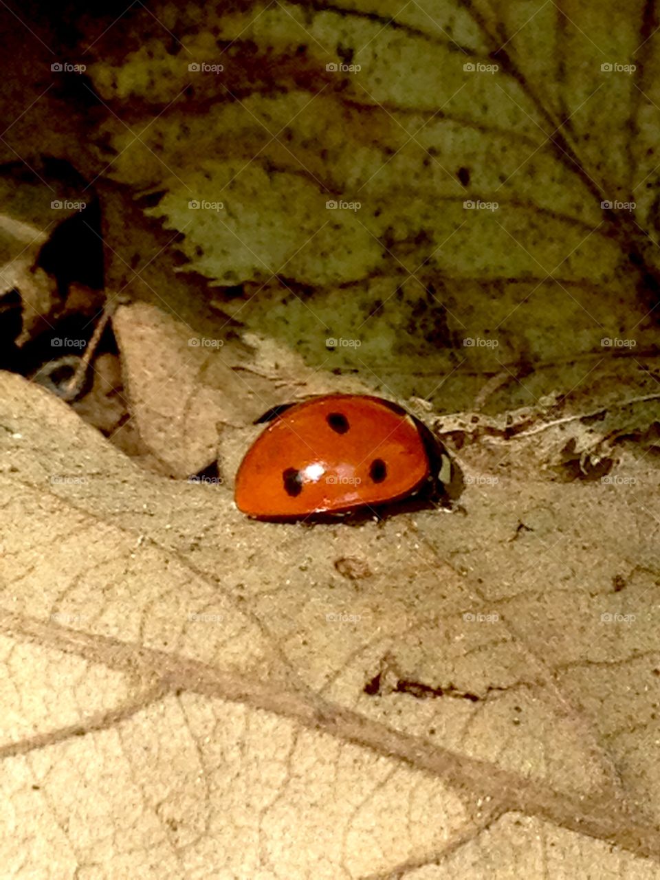 Wood..labybug always useful at work