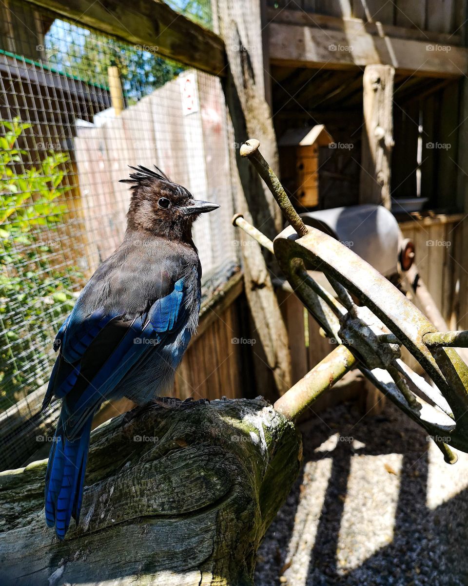 beautiful blue and black bird
