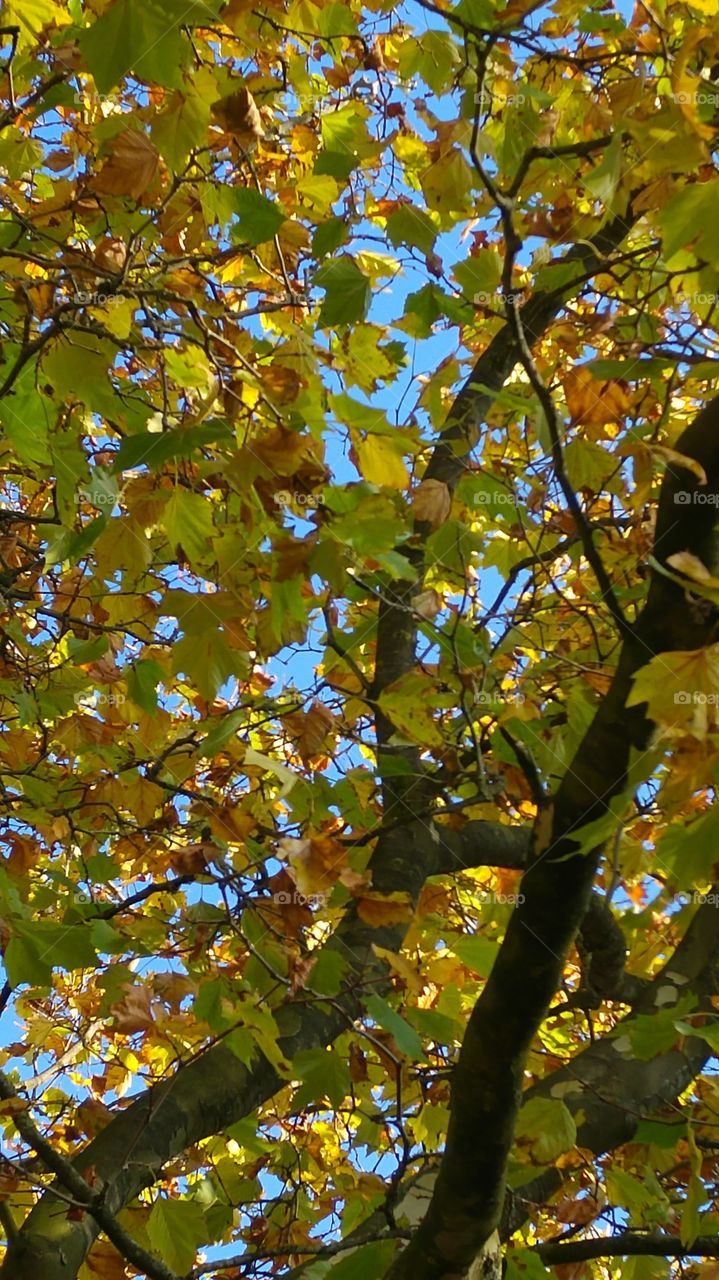 autumn tree with fall leaves