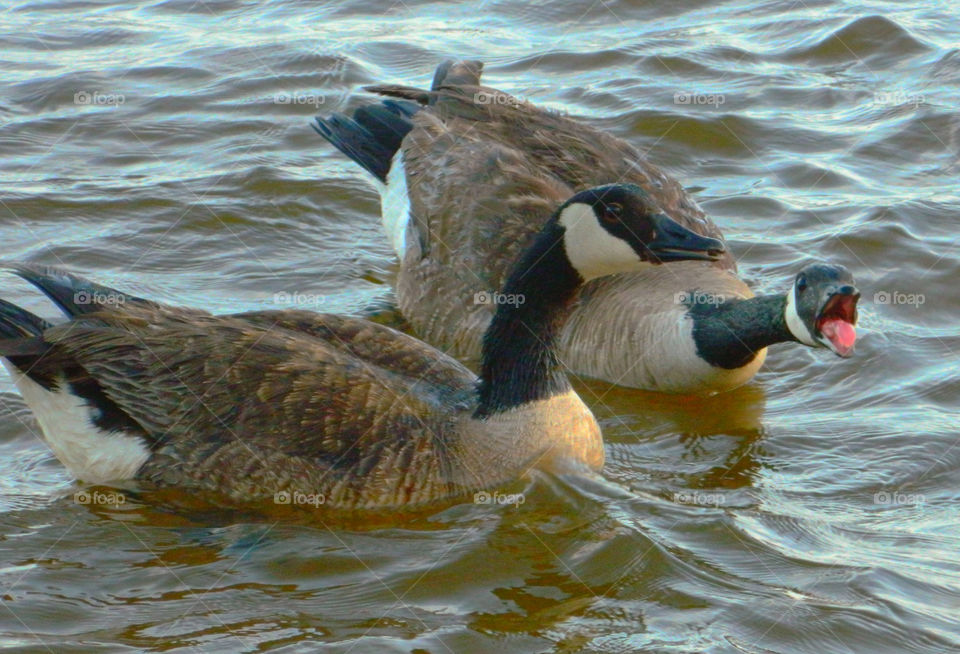 Geese not agreeing with each other! Water, Water, everywhere! I just happen to be fortunate enough to live in a state that has approximately 12,000 square miles of beautiful, refreshing, colorful oceans, rivers, lakes, ponds and swamps!