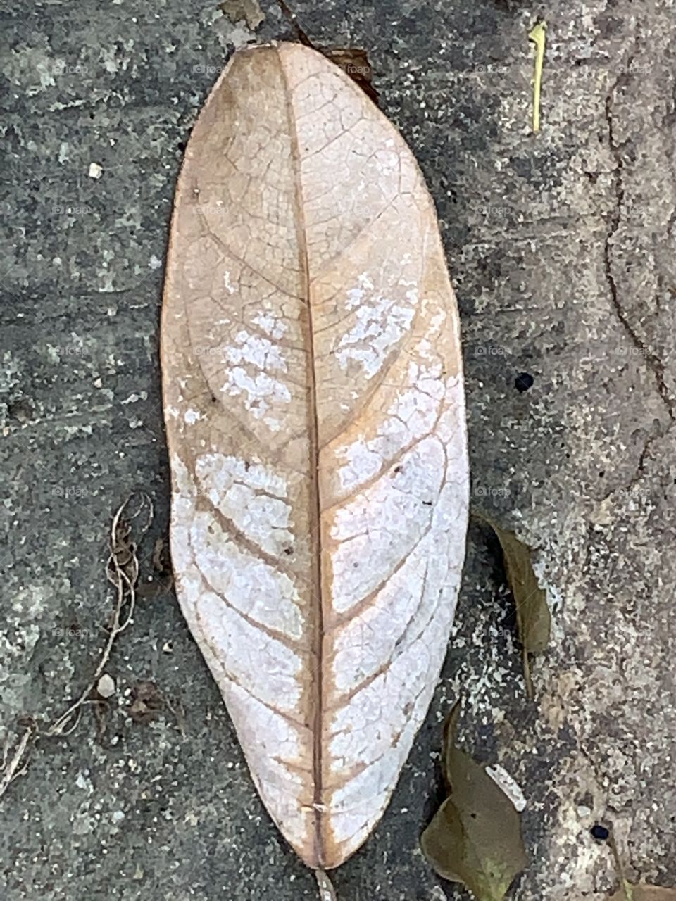 Portrait of a plant.