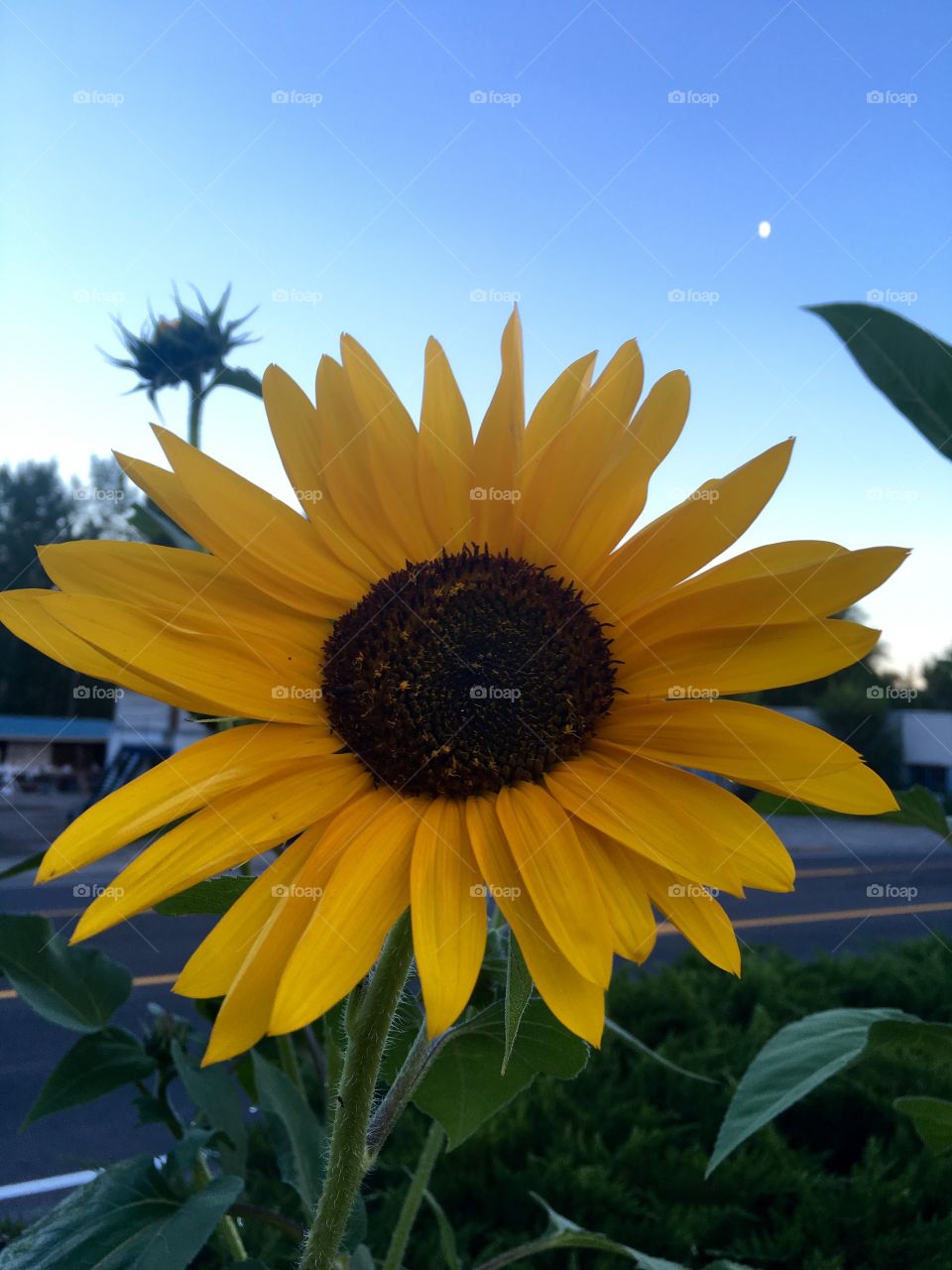 Sunflower