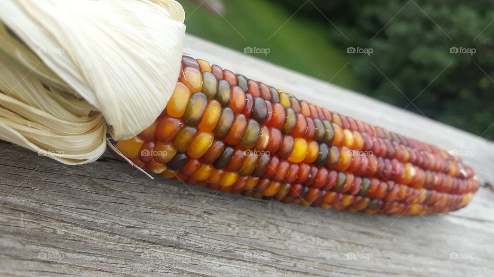 Indian Corn
