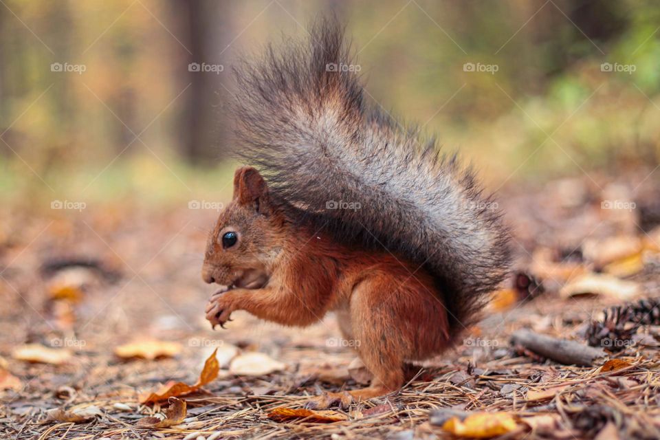 Charming squirrel