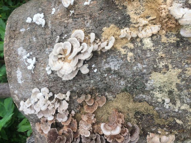 Mushrooms!