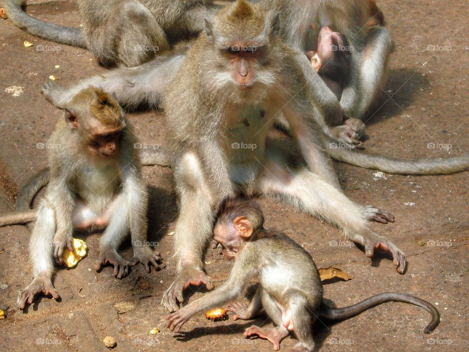 macaco monkey animal