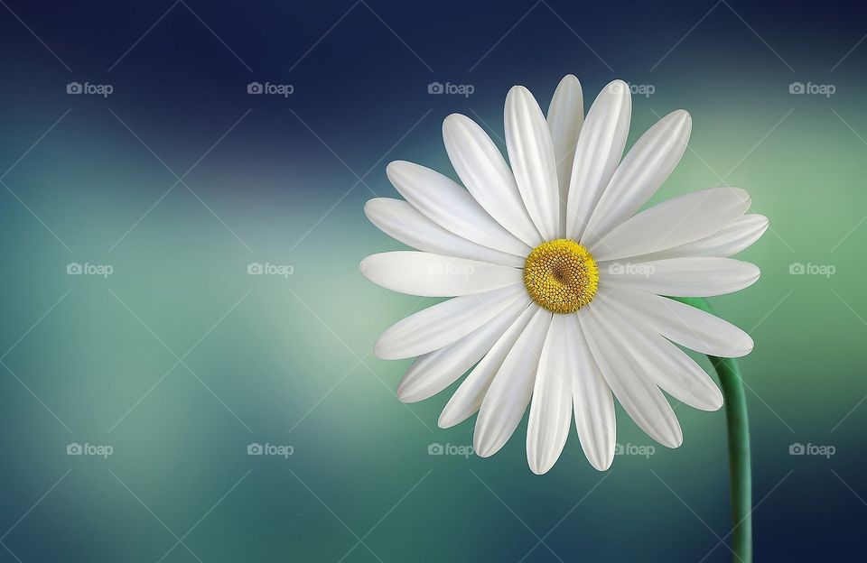 Daisy flower