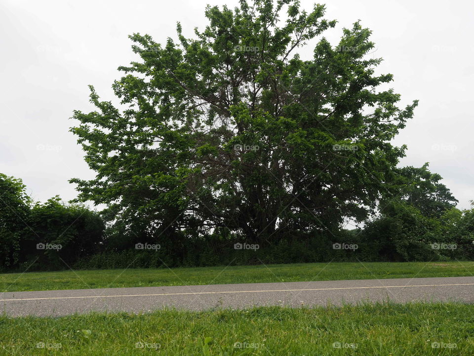 Monstrous tree in park 