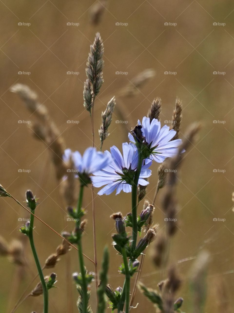 Grassland in bloom