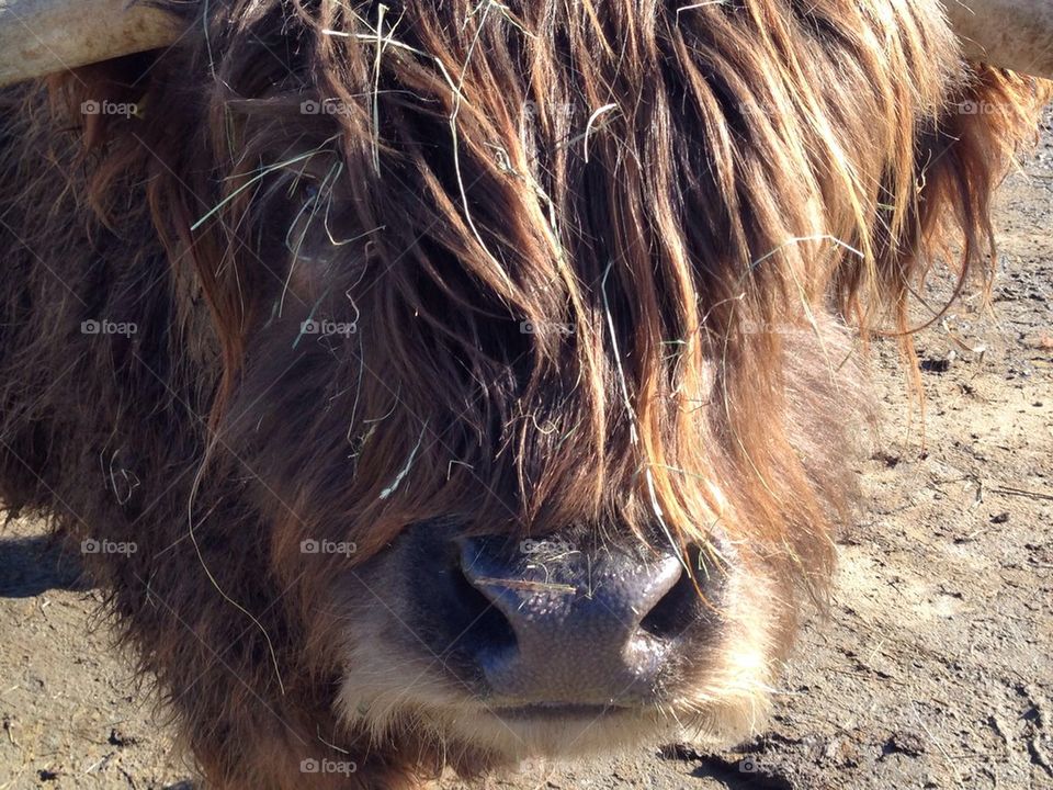 Hairy cow, Highland Cattle