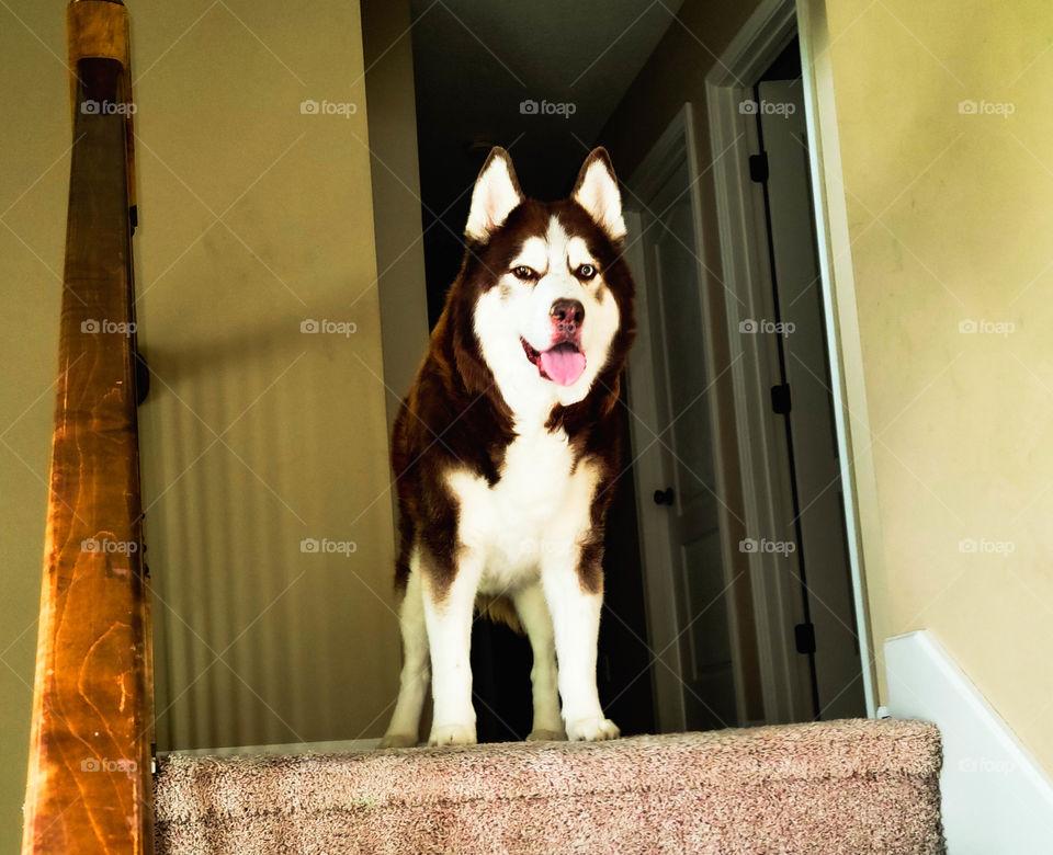 husky on stairs