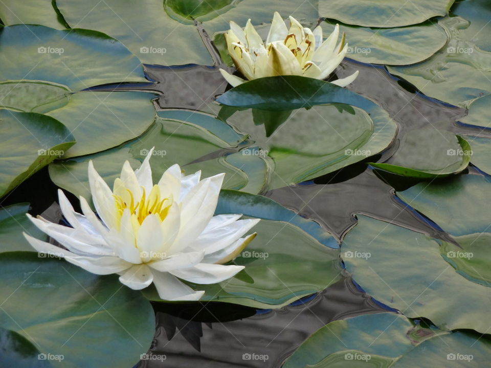 water Lilly's
