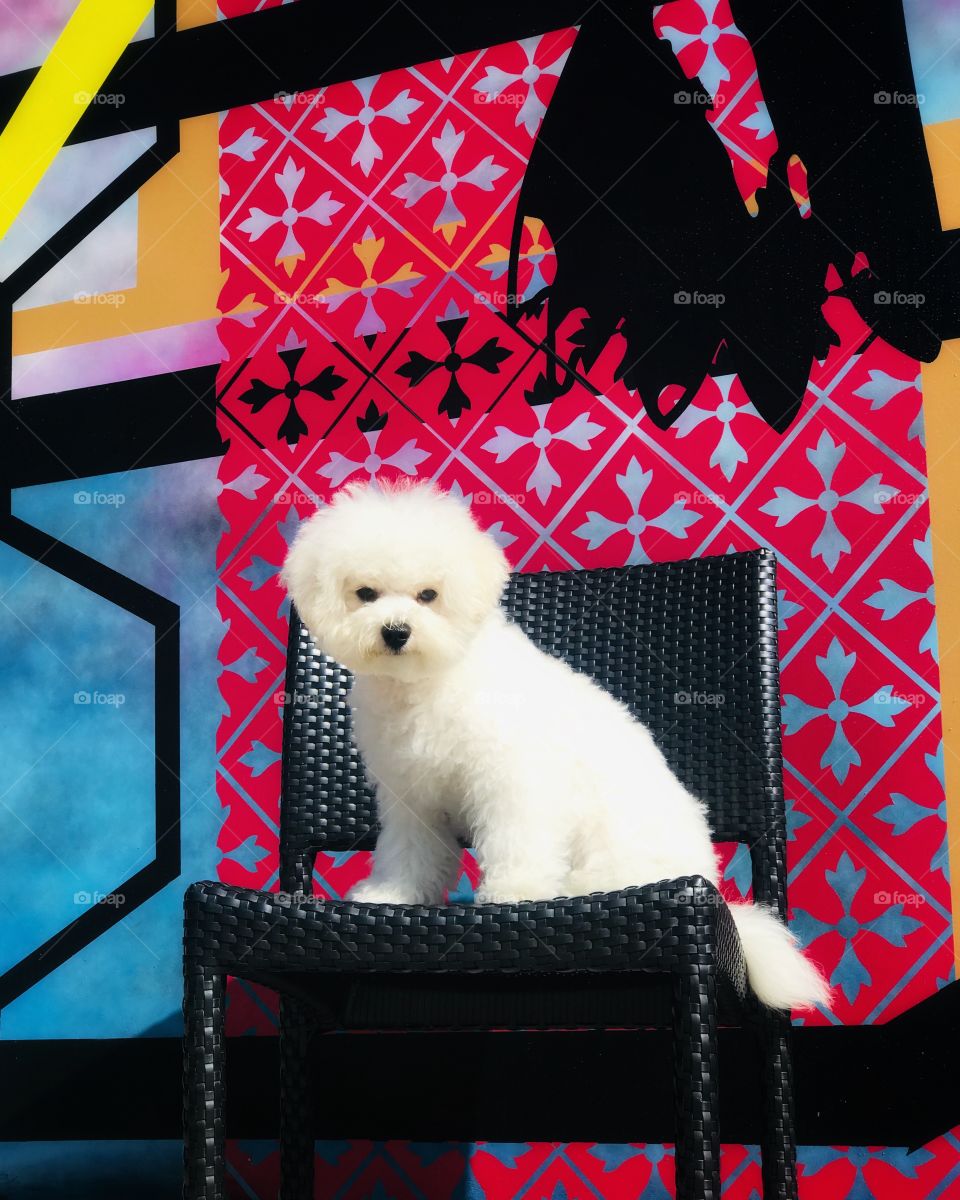 Abstract, patterned, colorful mural section stands in contrast to a furry white puppy sitting upon a dark wicker chair.