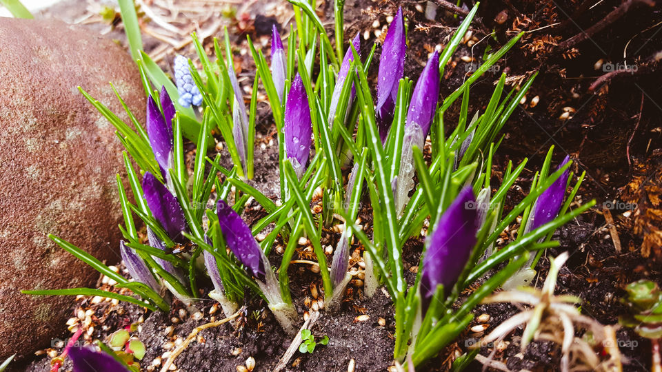 Crocuses