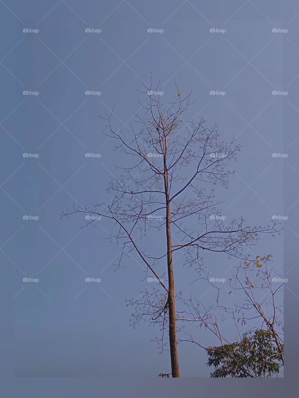 A single fruit 🌲 tree♥️