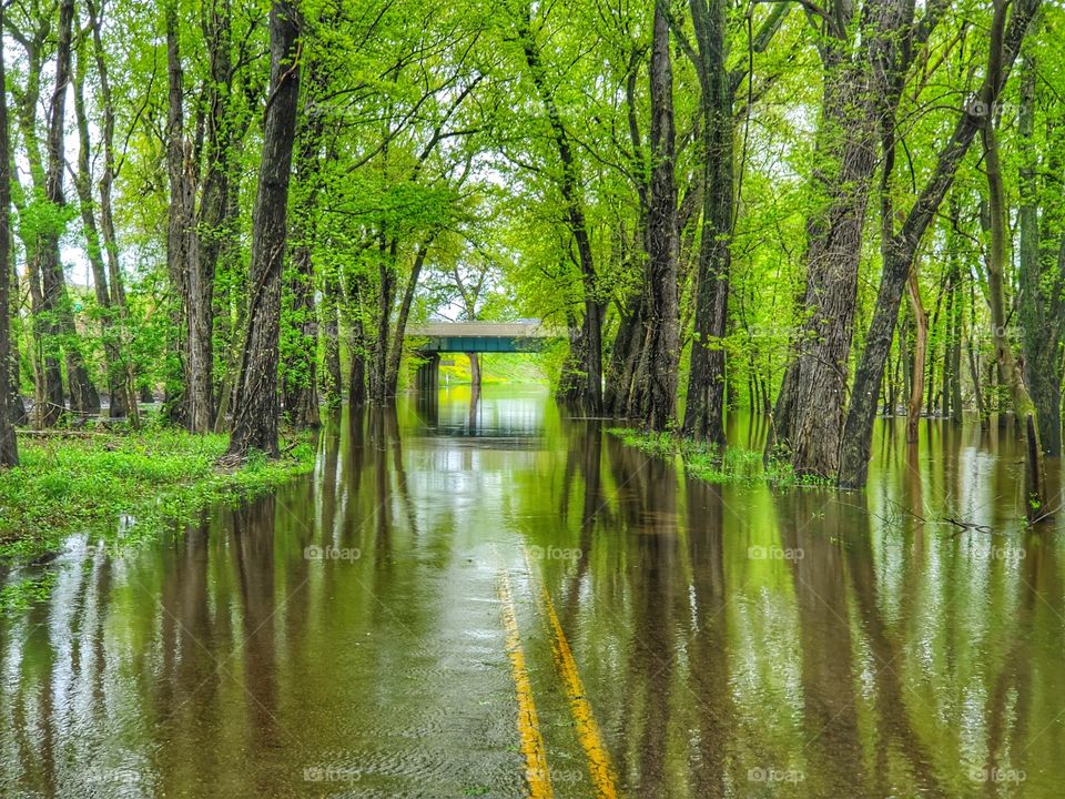 Flooded road through the forest