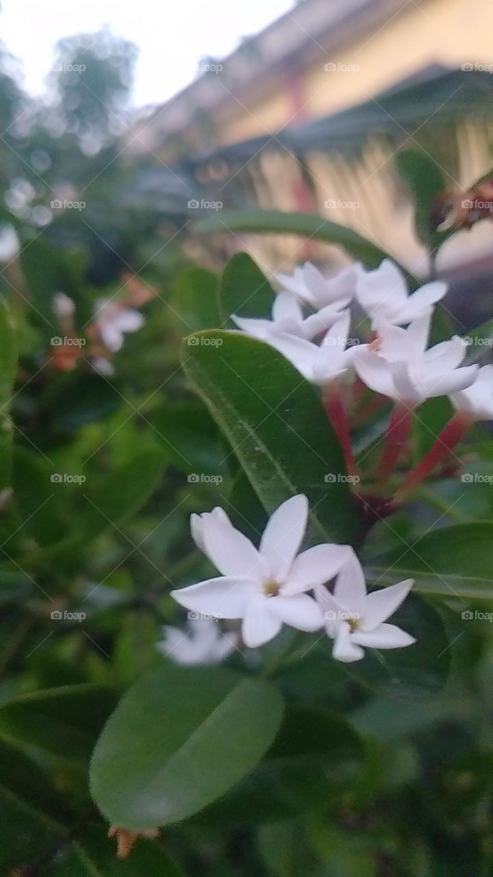 nice fruit flower pic