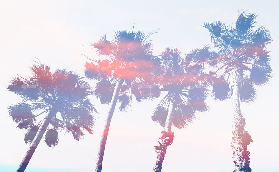 Palm Paradise Collection