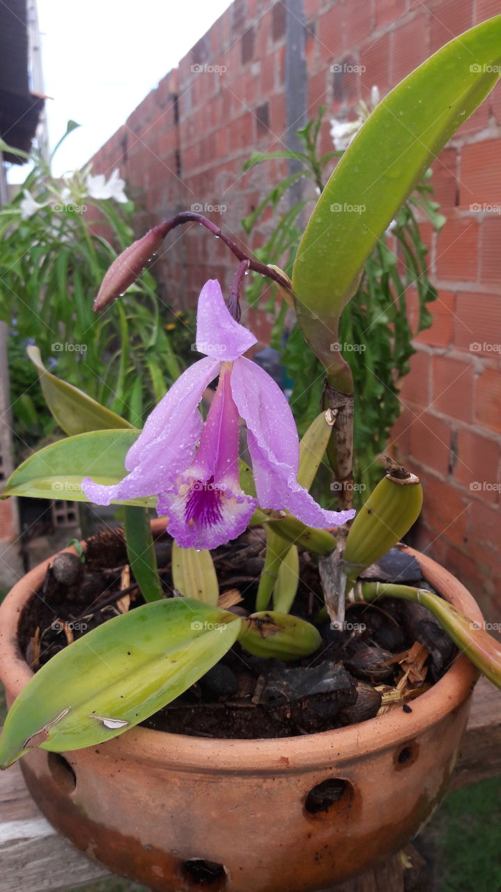Planta orquídea