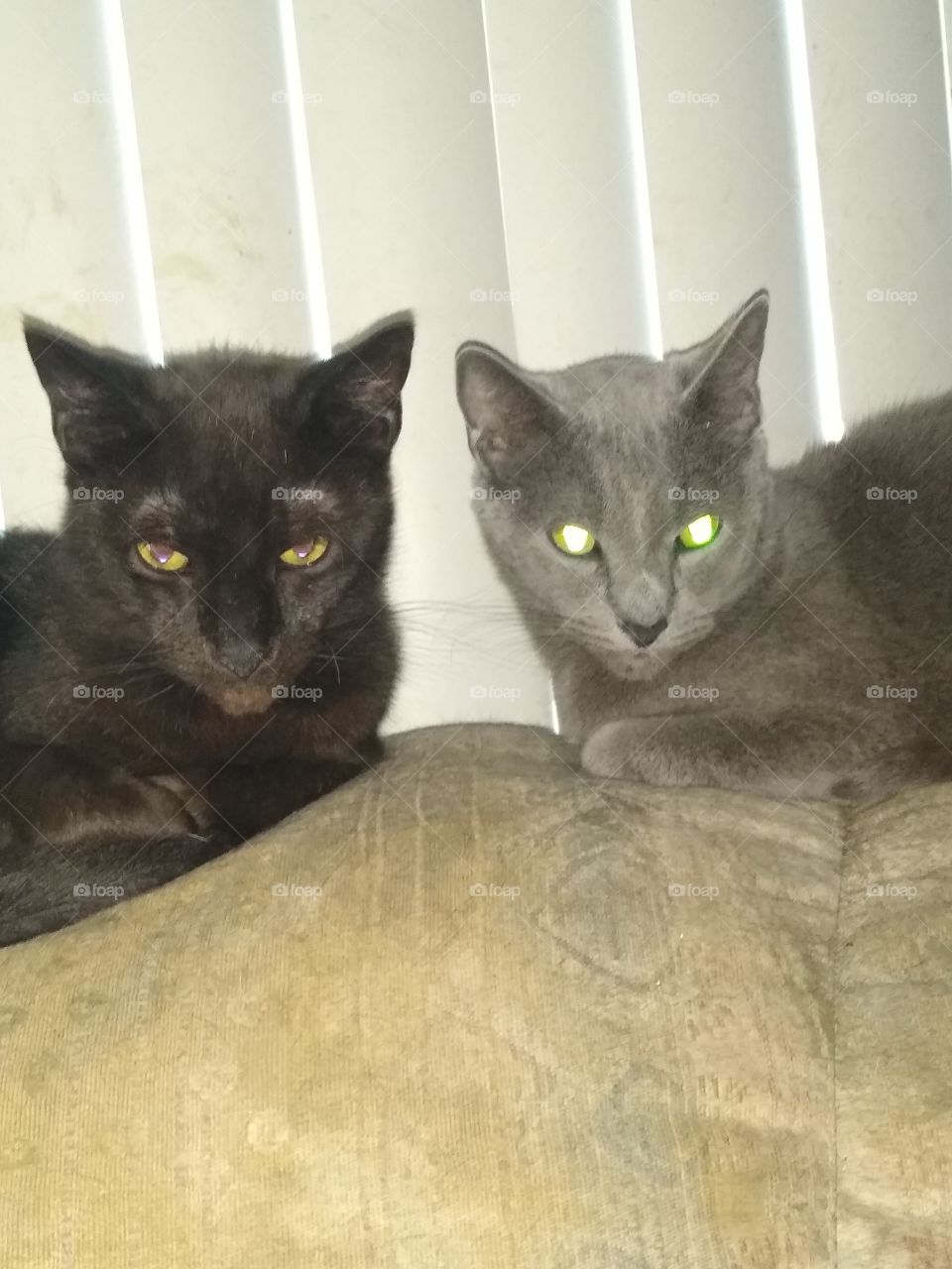 black and gray feline brothers inseparable