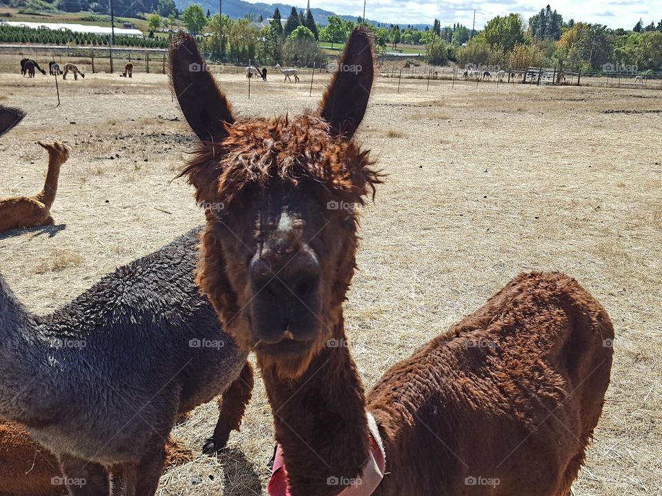 Close-up of alpacas