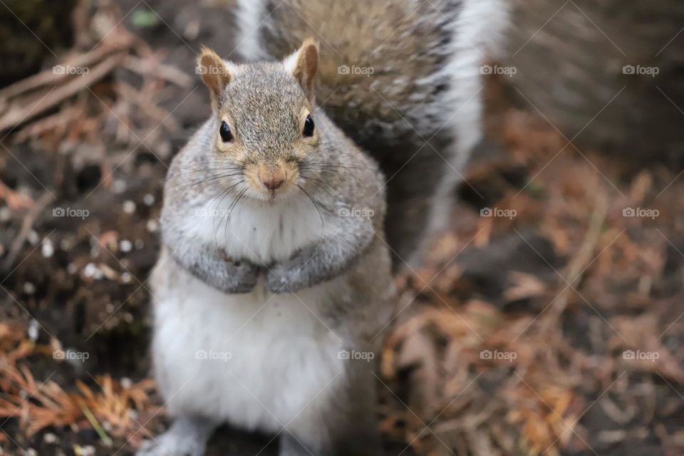 Squirrel in winter 