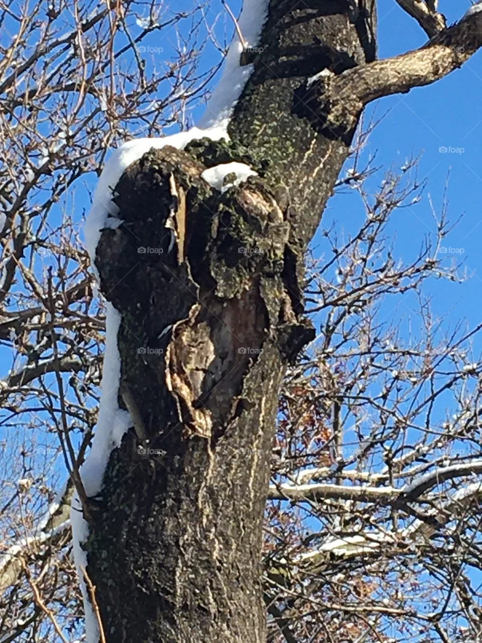 Tree in snow
