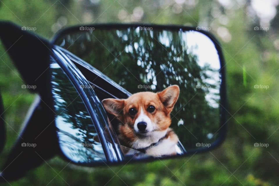 Cute dog looking out from a car window