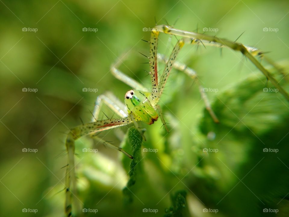 GREEN SPIDER