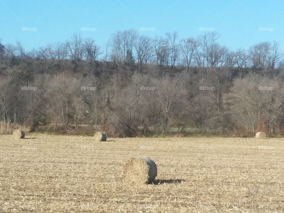 fall corn field trees sky