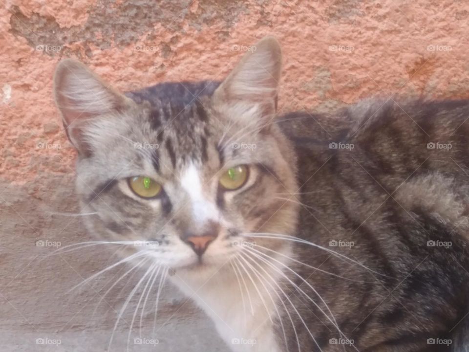 Beautiful grey cat looking at my camera.