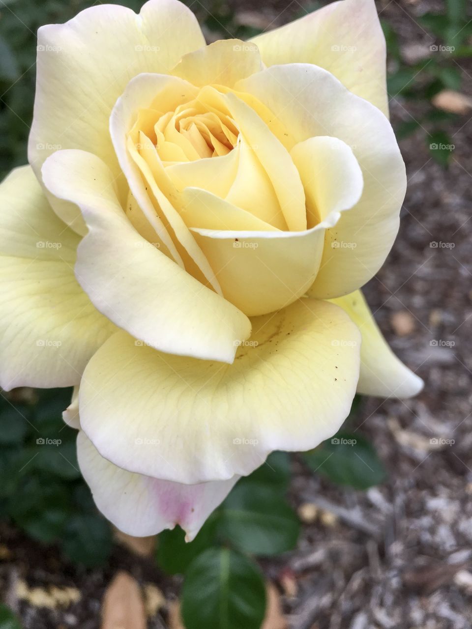 Single yellow rose in bloom
Closeup