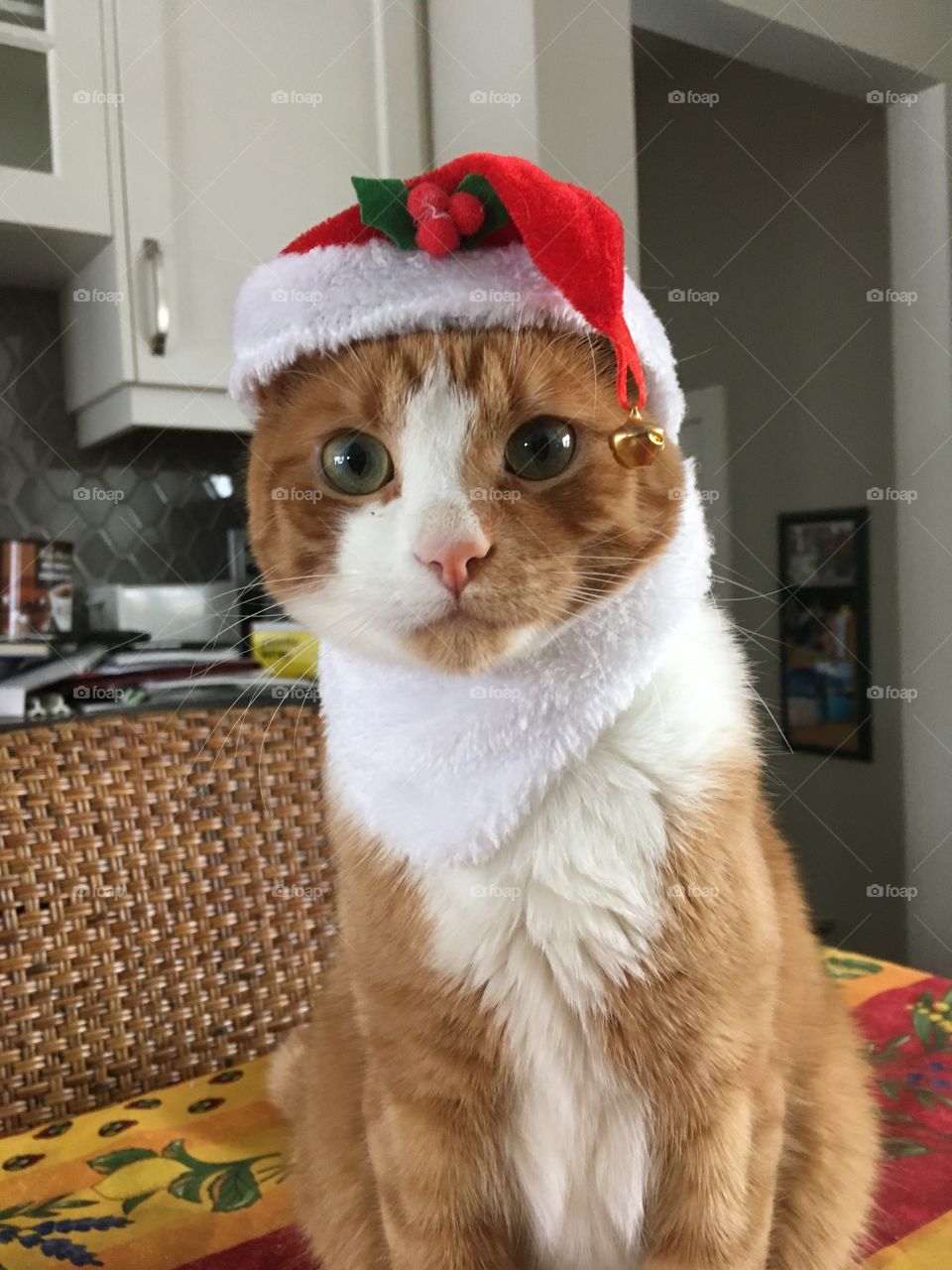 Christmas kitty 