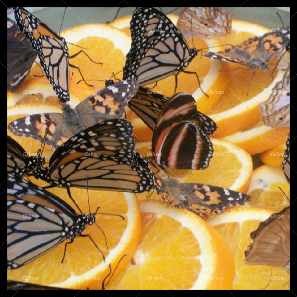 Oranges and butterflies 