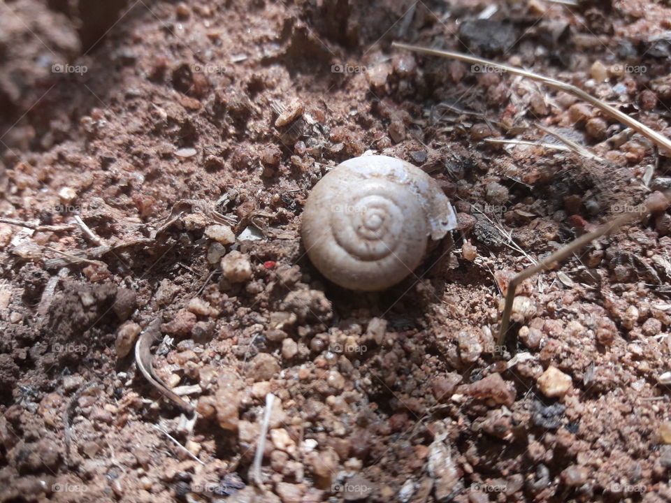 Snail shell