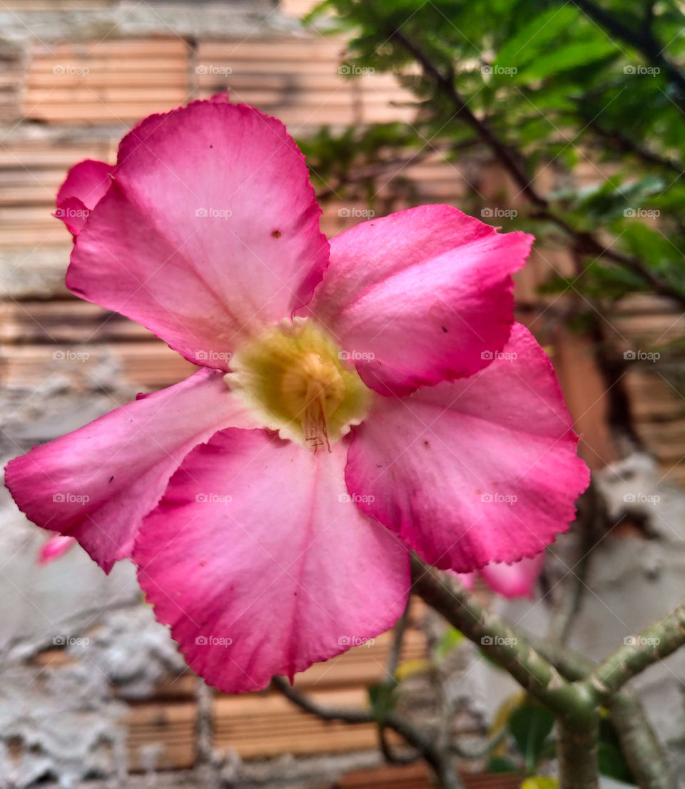 Rosa do Deserto (Adenium obesum).