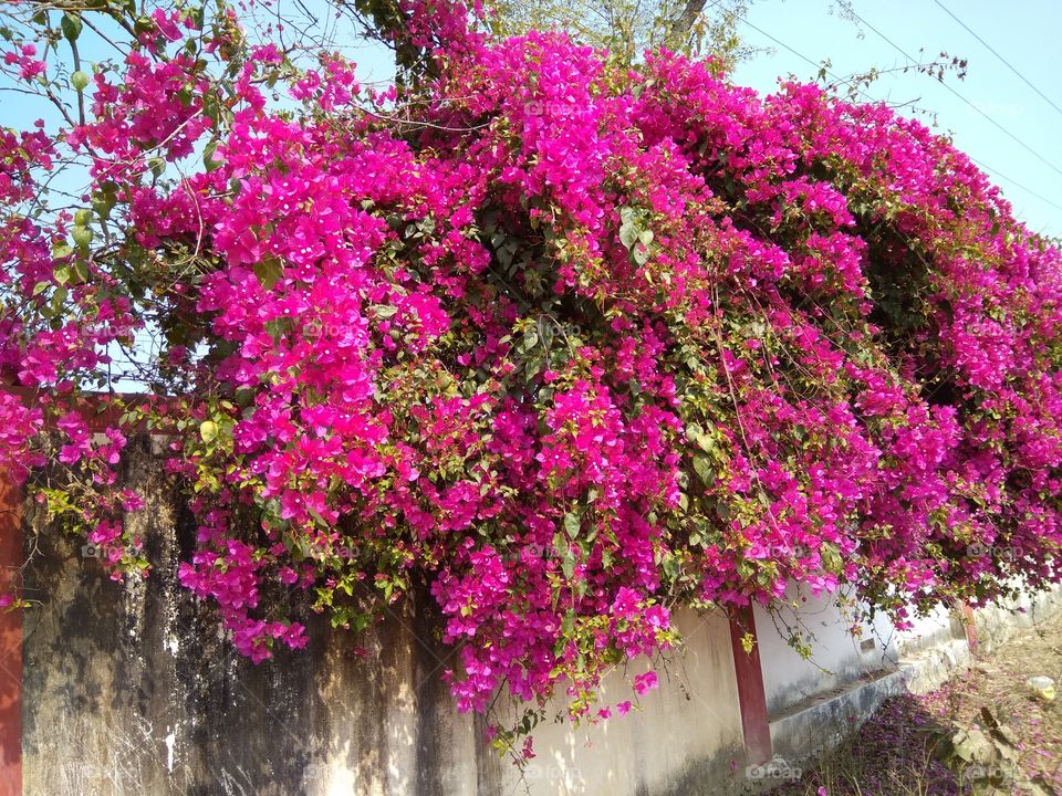 pink flower in Spring season..