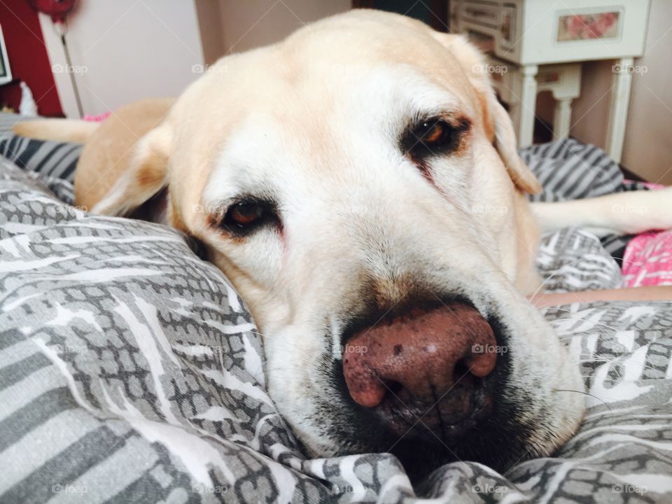 Labrador Dog having sweet dreams