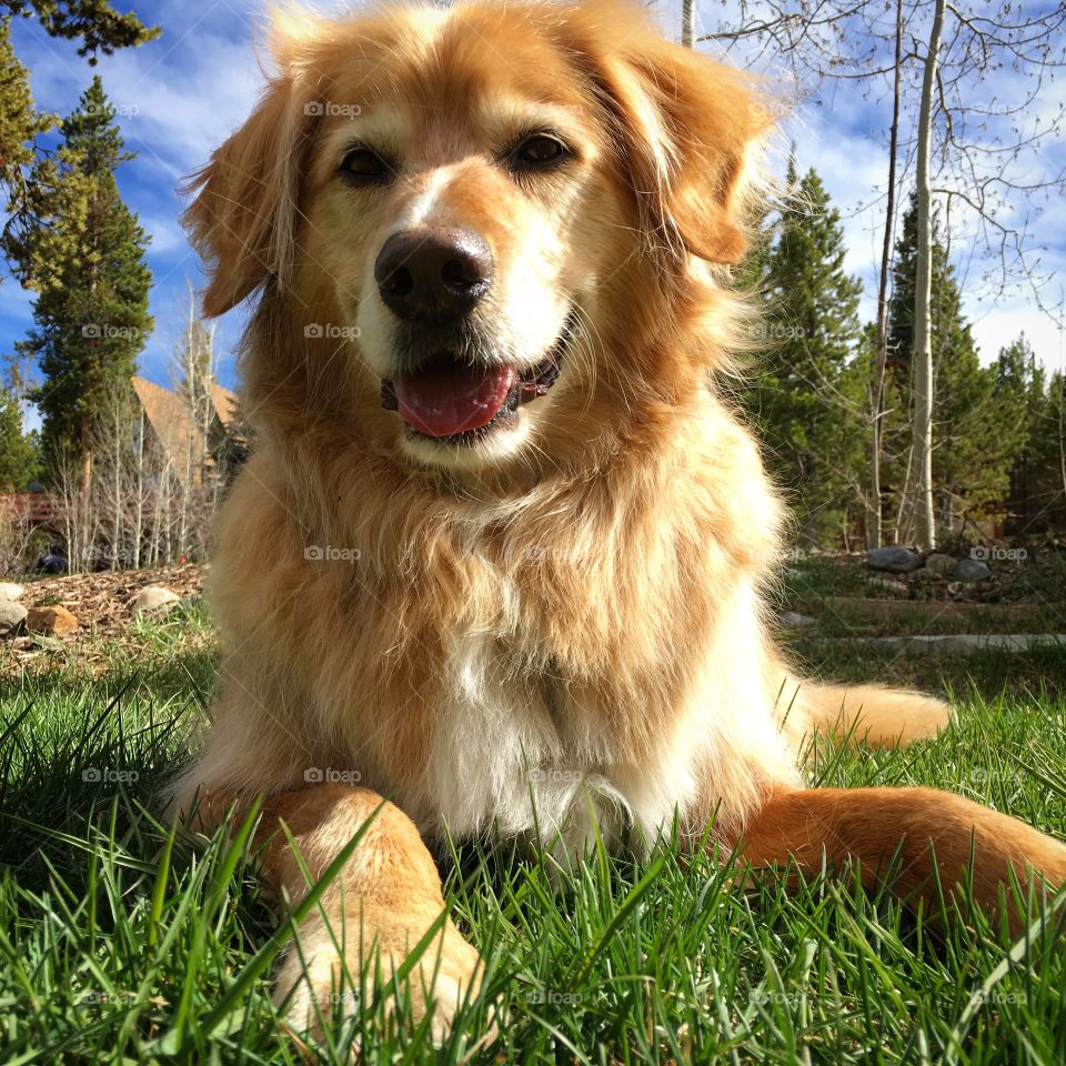 Portrait of brown dog sitting grass