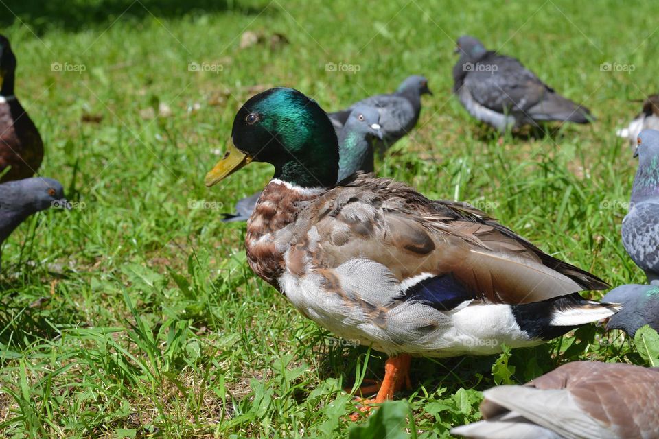 urban birds ducks and doves in city park