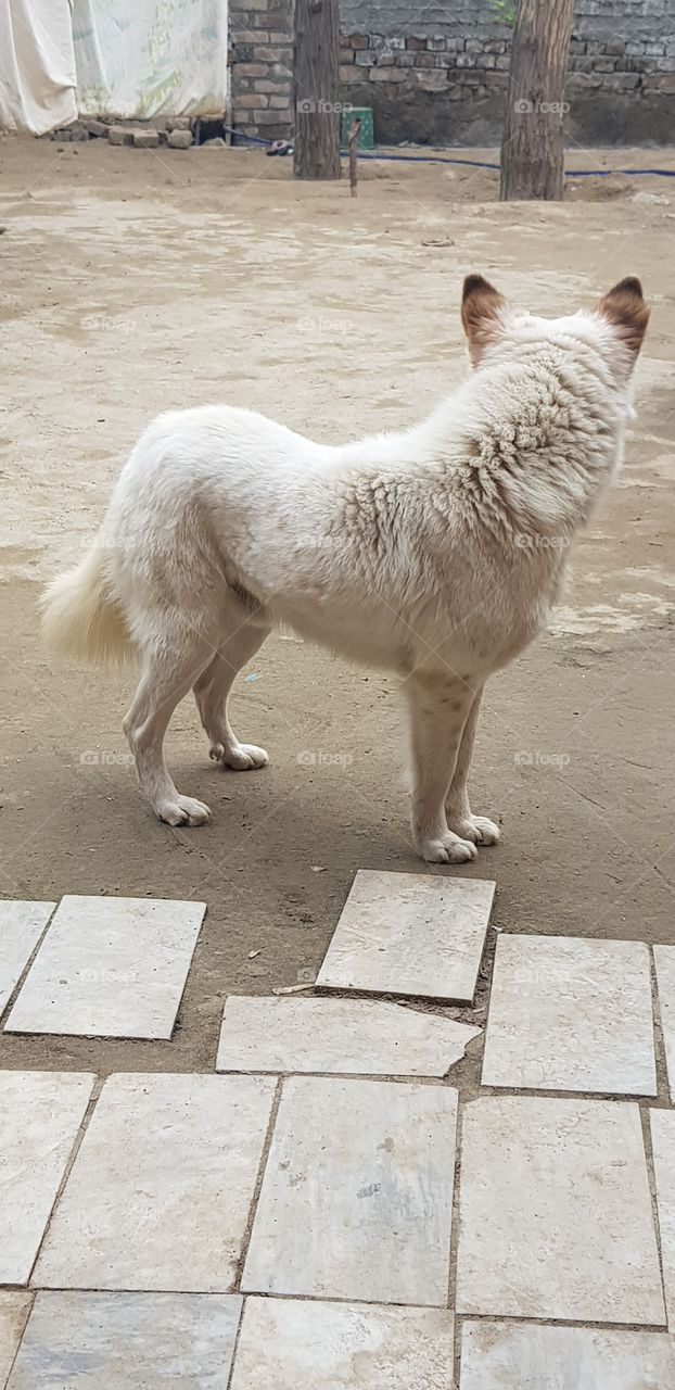 Animals can be more trusted than human