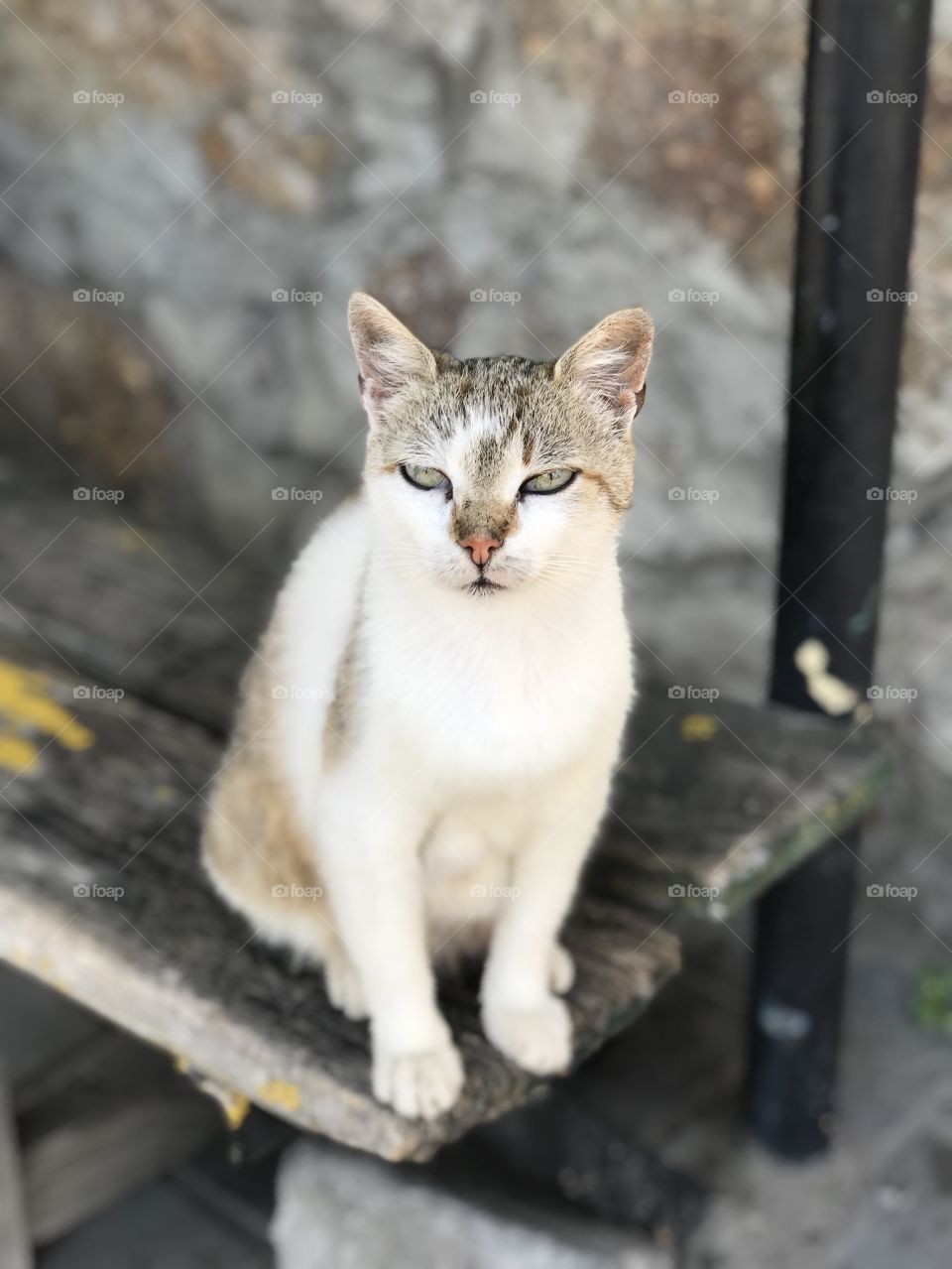 Cat on the bus stop