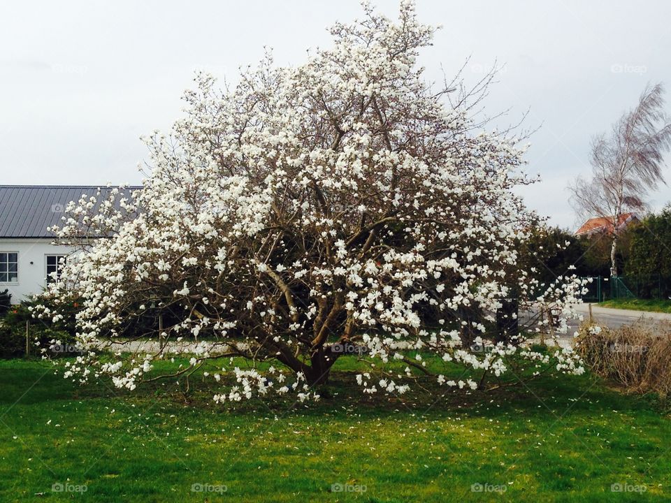 Spring, Tree,. Spring, tree, flower