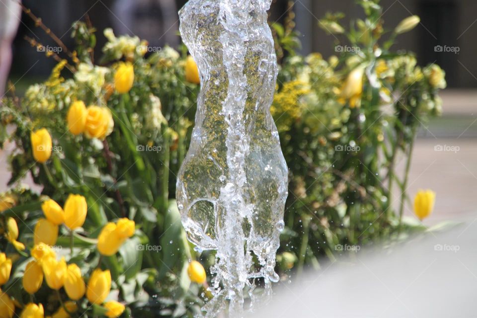 Flower and water reflection