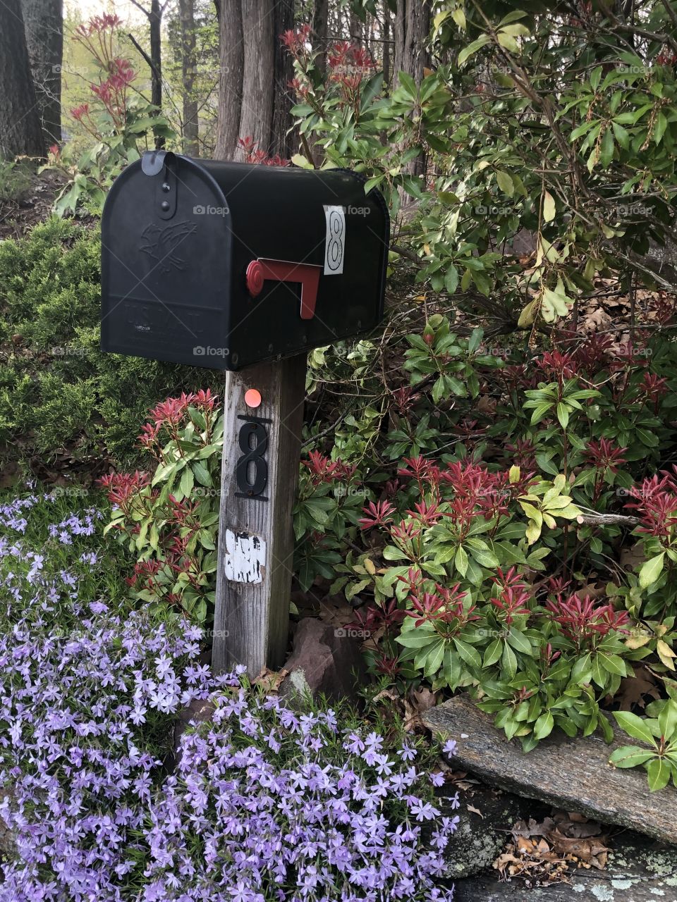 Mailbox surrounded by shrubs and lilac Creeping Phlox