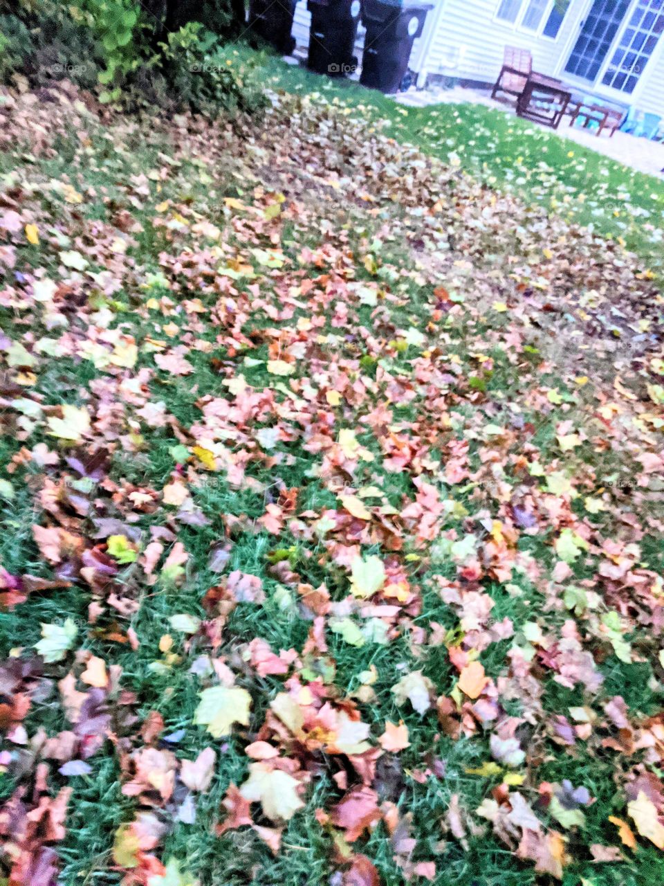 Autumn πππIt is one of the beautiful seasons that makes each leaves looks like colourful flowers πΈπΈπΈβ€οΈ