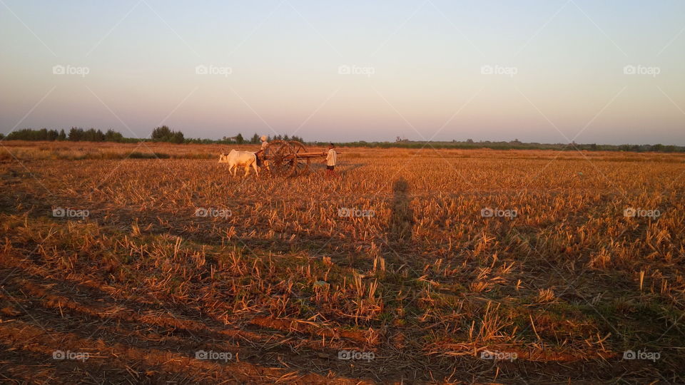 farmer returns to home by bullock cart,village life,rural