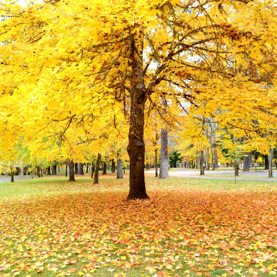 Autumn leaves in a park